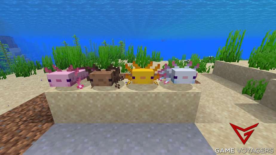A Complete Guide to Axolotls In Minecraft - Game Voyagers